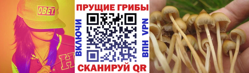 нарко площадка телеграм  Энем  Псилоцибиновые грибы прущие грибы 